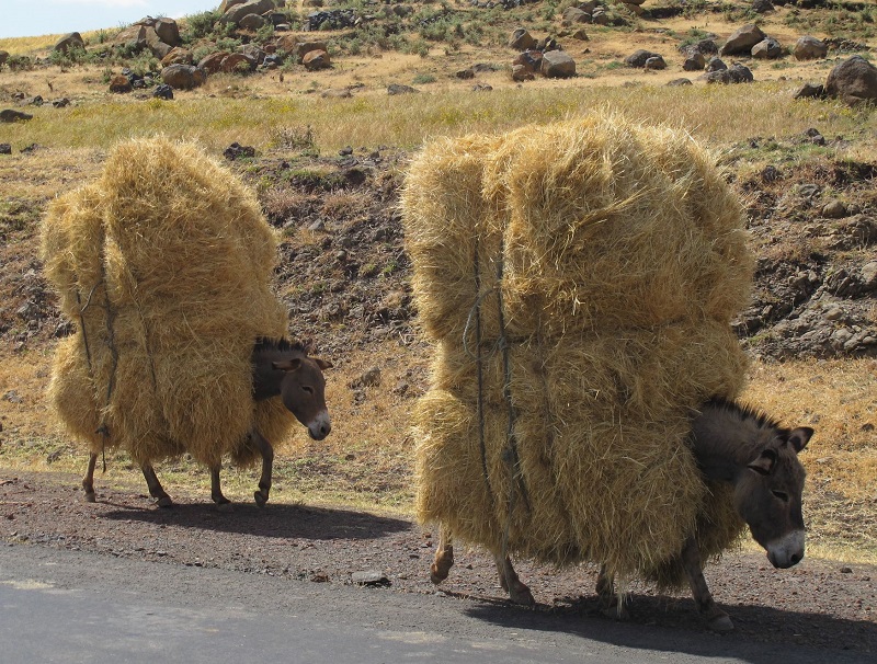 buy a donkey a drink,  brooke usa, mules 3rd world donkeys, third world horses, good charities, charities for animals