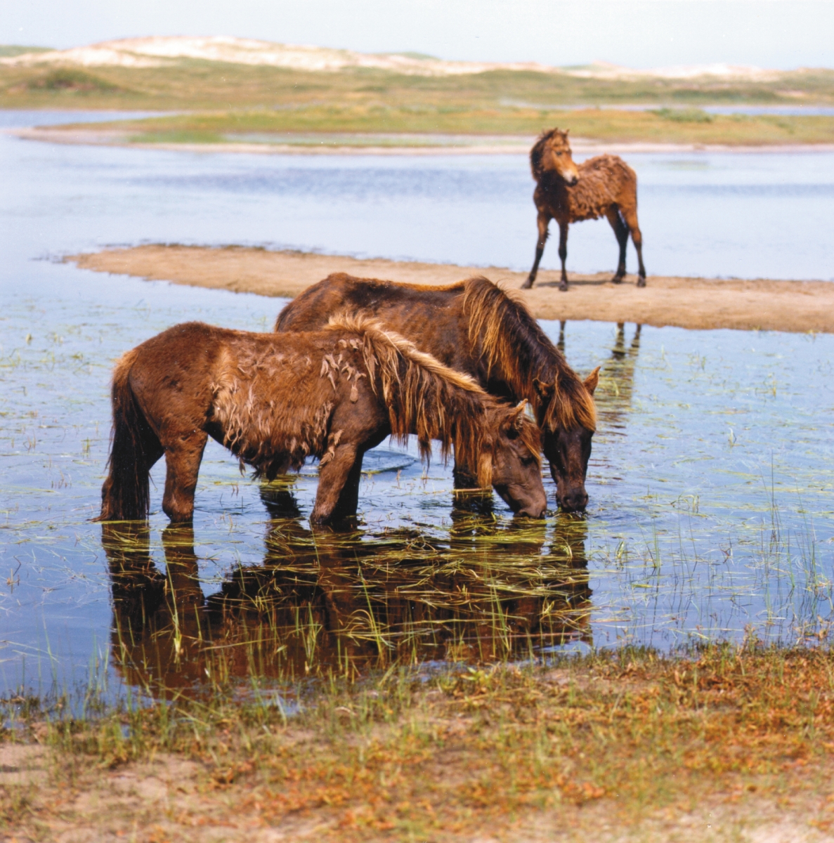 Sable Horses, wild horses sable island