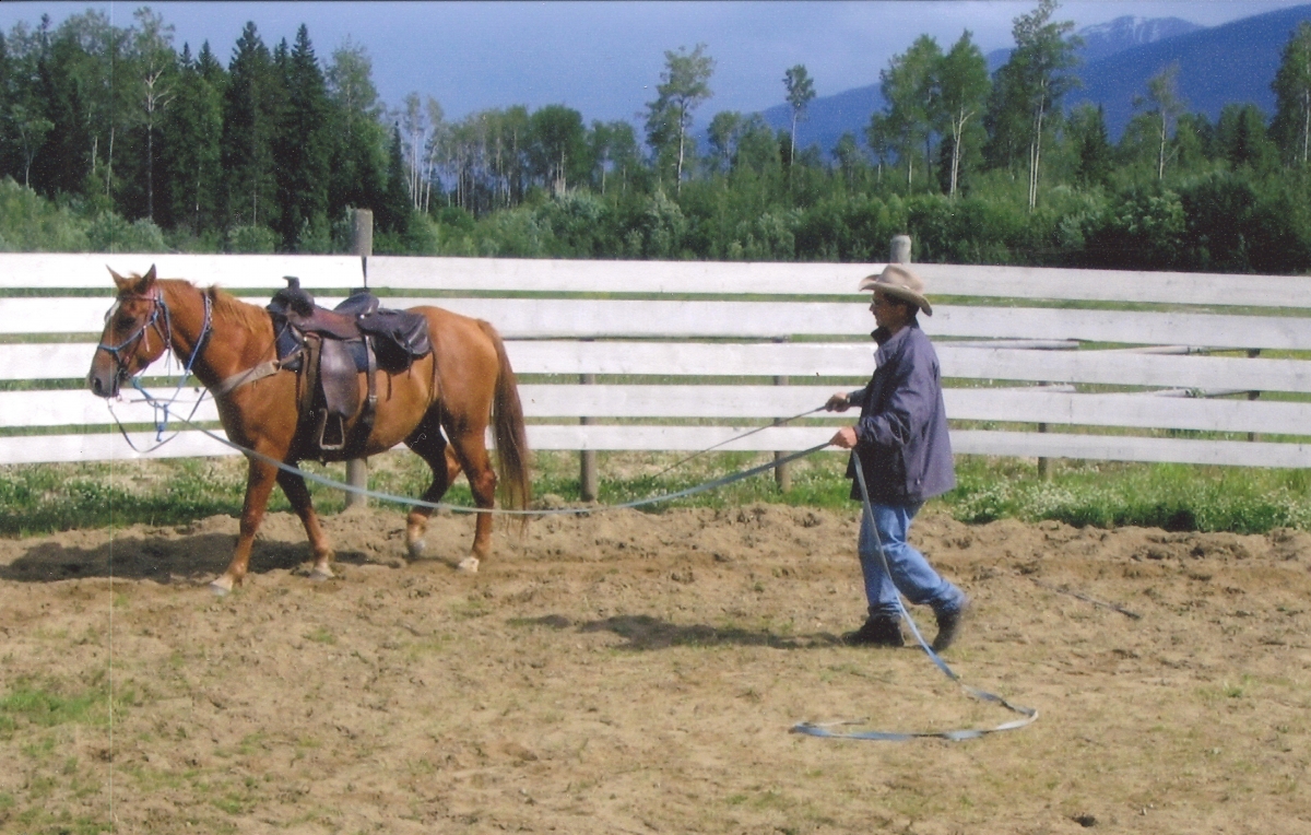 Driving Trail Horse, horse drive training, horse ground driving, horse ground driving