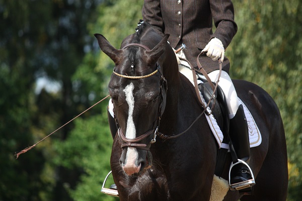 saddle fitting, short person saddle, short legs saddle, schleese, saddlefit4life