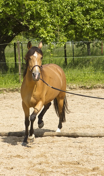 equine navicular, horse navicular, navicular syndrome horse, horse hooves, navicular disease horses, horse lameness equine navicular, horse navicular, navicular syndrome horse, horse hooves, navicular disease horses, horse lameness