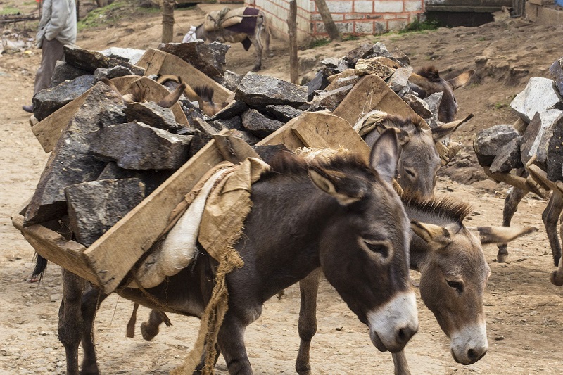 buy a donkey a drink,  brooke usa, mules 3rd world donkeys, third world horses, good charities, charities for animals