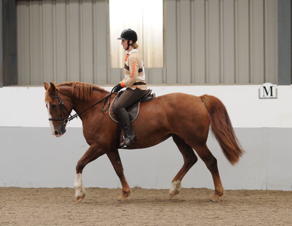 Get Lazy Horse Move Forward, Jane Savoie, 6 steps horse driving aids, lazy horse, forward horse, energetic horse, horse training, dressage horse, Jane Savoie, dressage training, horse riding aids, sensitize horse