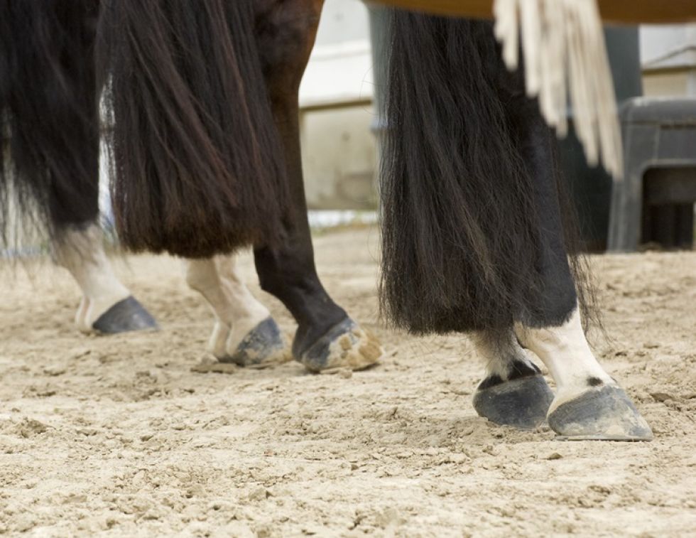 horse tail, horse groom, tail braiding, horse clip, horse trim, horse show tips, Andis, Wahl, Oster, Canadian horse, horse journal, horse Canad, horse sport, Western horse, english horse, horsemanship