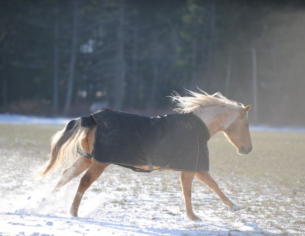 Blanketing Horses in Cold Weather