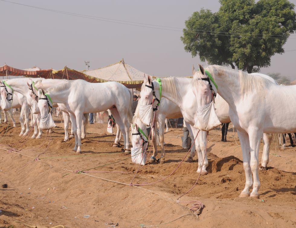 Pushkar Camel Fair, horseback riding Rajasthan Desert in northern India, Marwari horse dancing, Indian horsback riding, World’s Largest Camel Fair