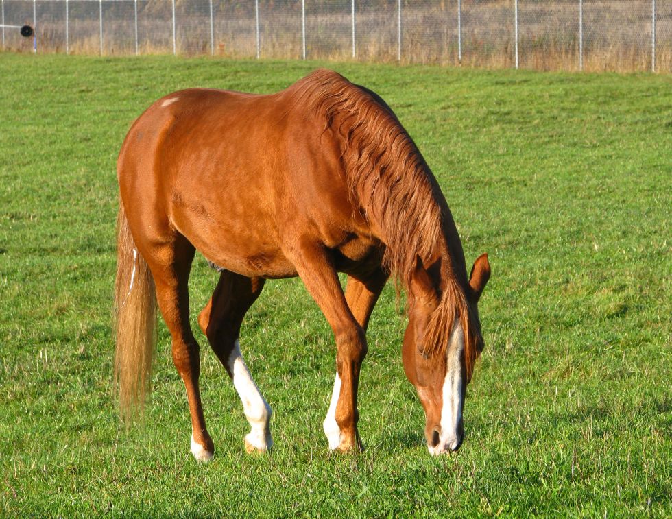 Photo: Bee Wolf Ray/Flickr How to Make Your Horse's Coat Shine