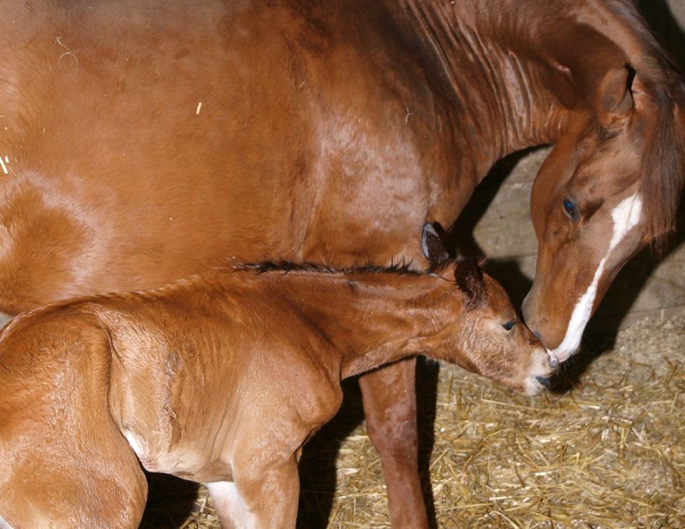 high risk mare, high risk equine pregnancy, prefoaling, foaling, jcs veterinary reproductive services, juan samper