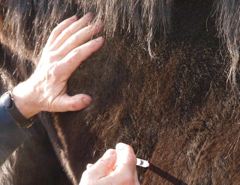 The Forces of Evil: 13 Equine Diseases