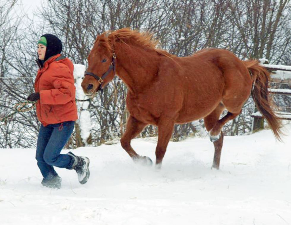 Diseases resulting in Hind Limb Gait Deficits in Horses, stringhalt in horses, Fibrotic Myopathy in horses, Shivers in Horses, Equine Polysaccharide Storage Myopathy PSSM