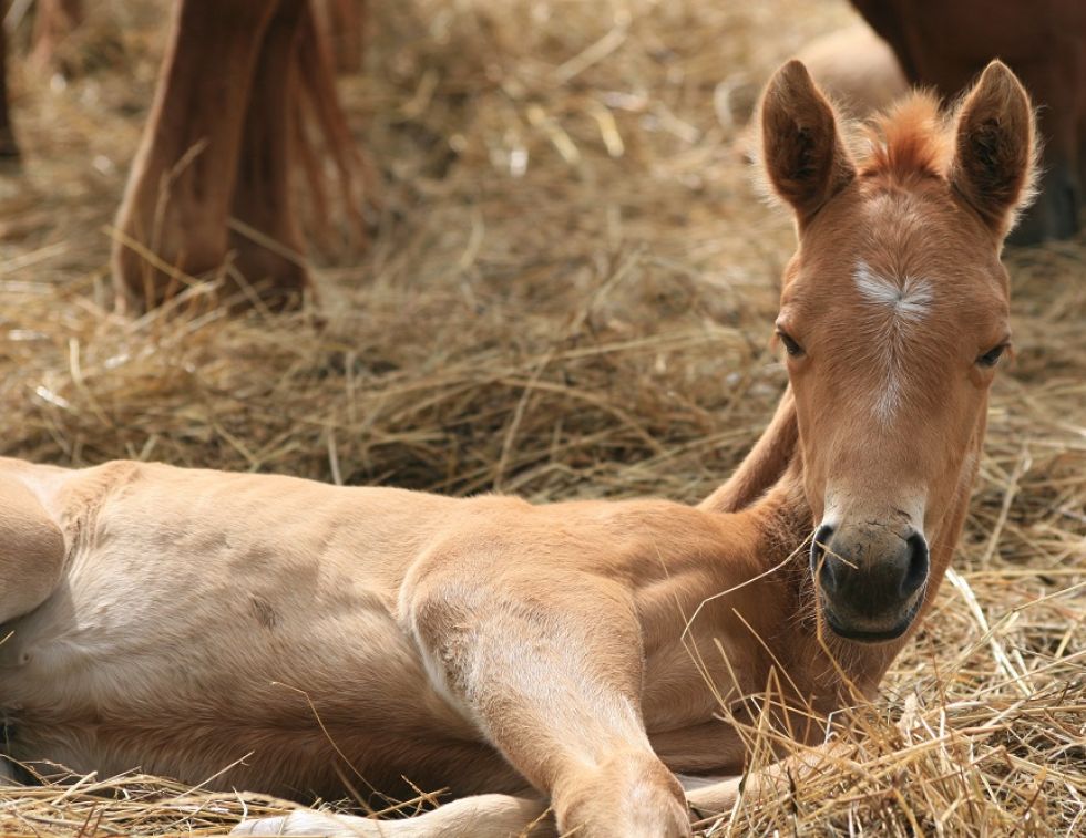 How to Care for Your New Foal