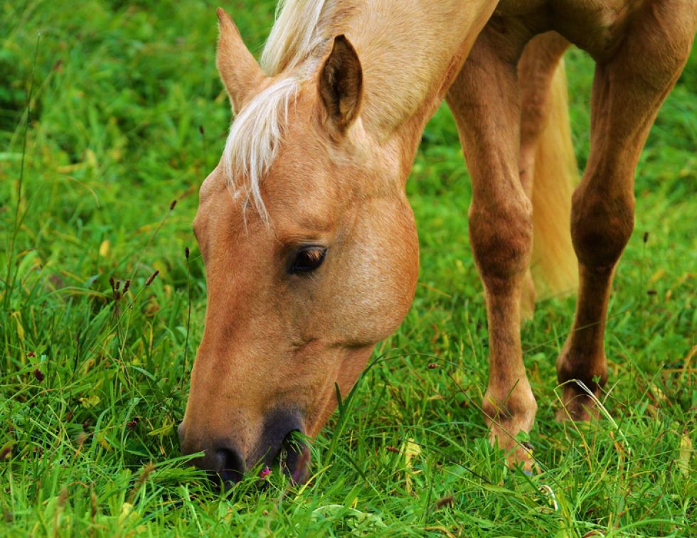 Spring equine Pasture Precautions, equine pasture turnout, grazing muzzle, equine founder, equine laminitis, equine colic