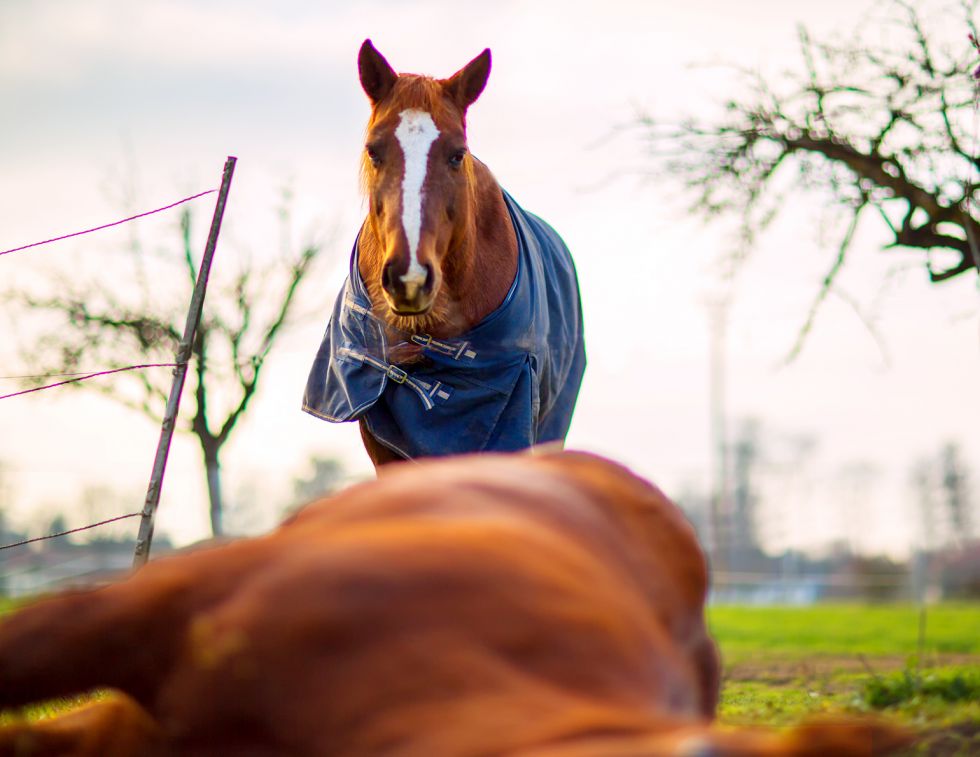 Mark Andrews, horse grief, horses and loss, equine behaviour, horse emotions, horse social bonds, companion loss horses, grieving horses, equine welfare, horse stress, horse behaviour changes, horse management, Canadian horse industry, horse owners Canada, equine research, horse feeding behaviour, horse vocalisation, horse anxiety, horse companionship, herd dynamics, horse care after loss, University of Lincoln horse study