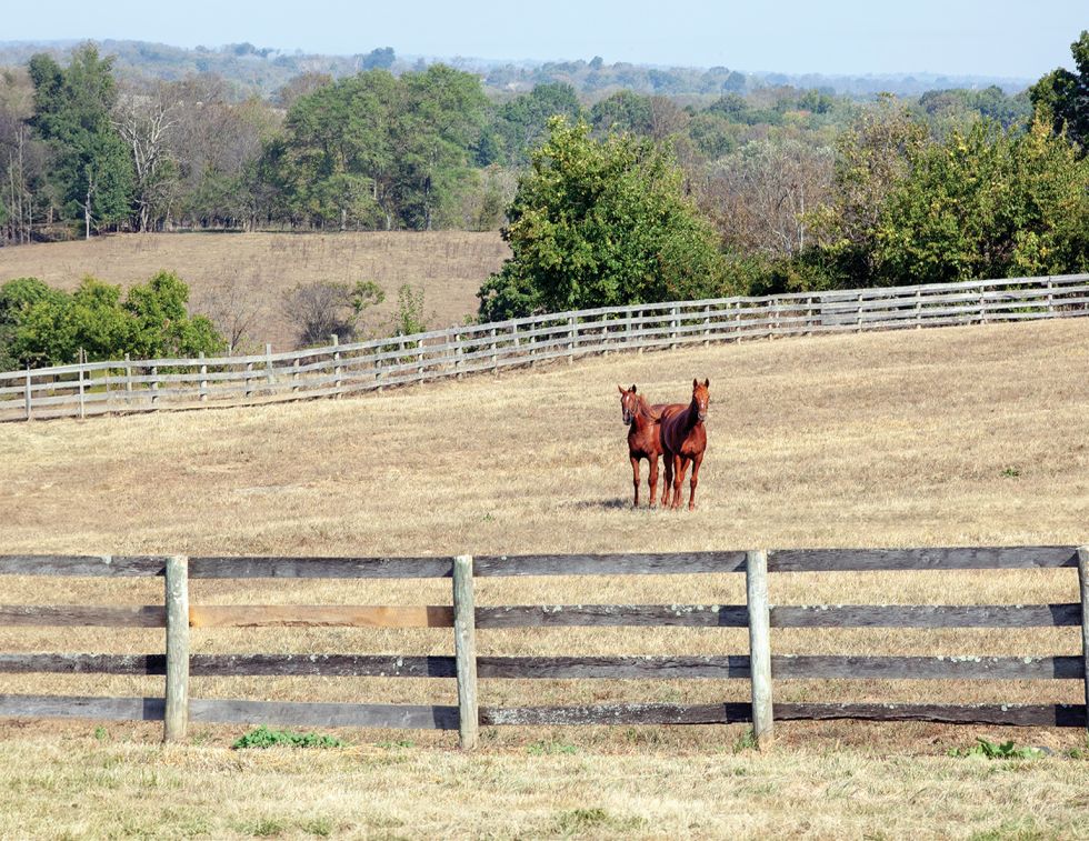 Horse grazing in a managed pasture during drought conditions on a Canadian horse farm