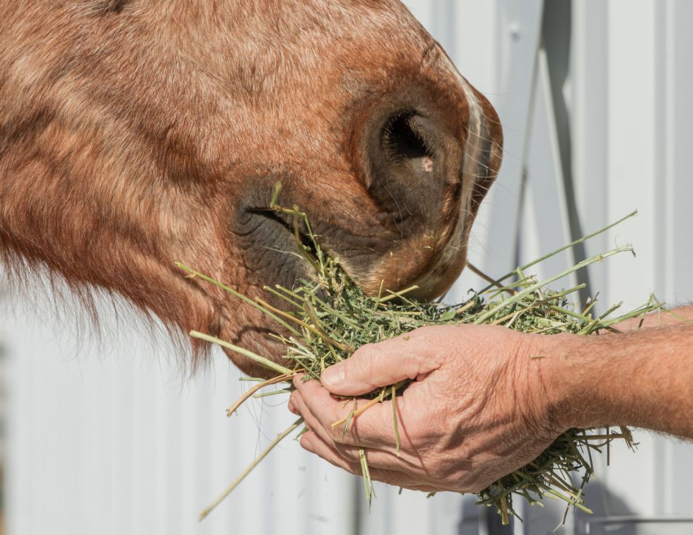Equine Guelph, Dr. Anna Kate Shoveller, hay feeding horses, soaked hay, steamed hay, dry hay, horse hay nutrition, equine nutrition, horse respiratory health, horse ulcers, horse gut health, forage analysis, horse metabolic syndrome, insulin resistant horses, easy keeper horses, performance horse nutrition, horse hay soaking, horse hay steaming, equine respiratory disease, low sugar hay, NSC hay horses, equine digestive health, forage feeding horses, horse feeding management, horse welfare