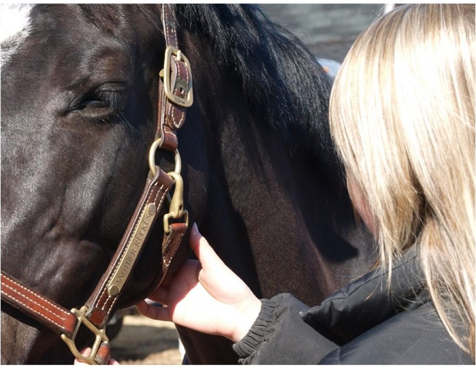 horse vital signs, equine vital signs, horse vitals, equine vitals, horse heart rate, horse pulse, equine heart rate, horse gut sounds, equine gut sounds, equine pulse, horse respiration, equine respiration, horse breathing, equine breathing, horse capillary, equine capillary, horse temperature, equine temperature, canadian horse journal, horsemanship, horse first aid, equine first aid