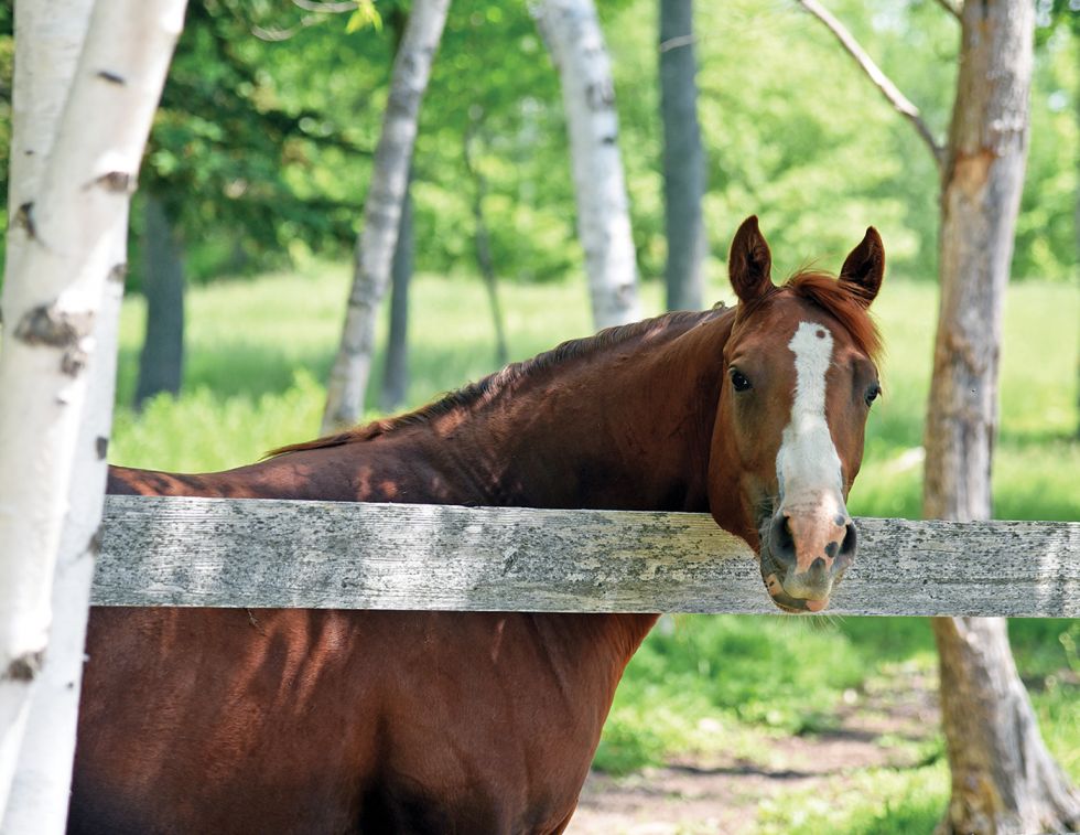 Horse property designed using permaculture principles to improve biodiversity, soil health, and sustainable land management