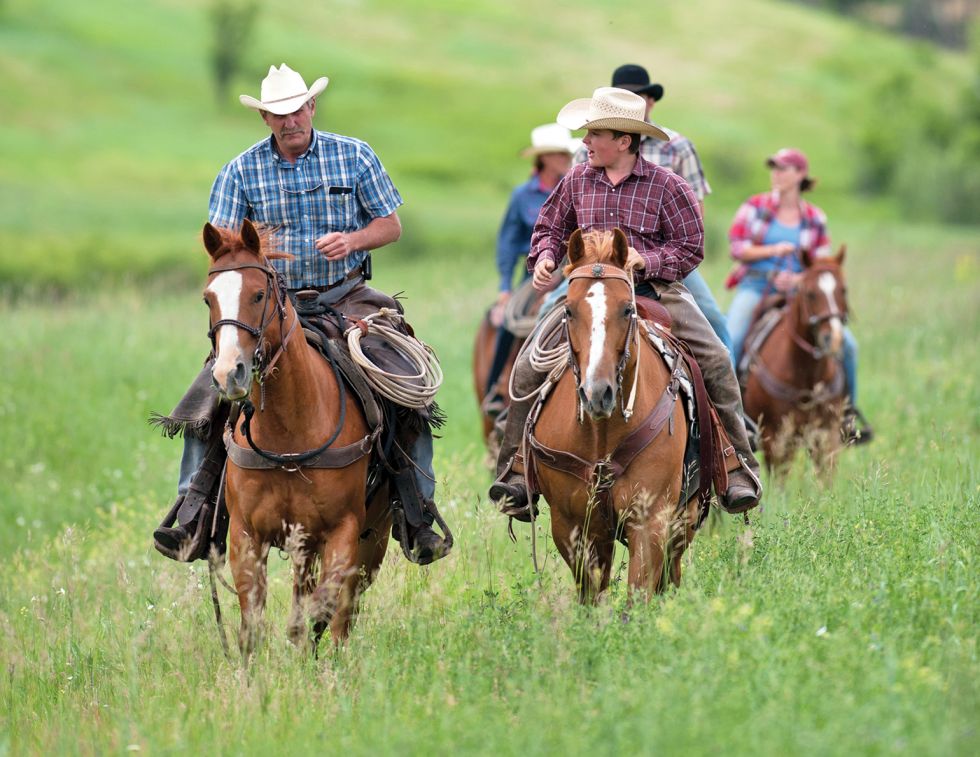 Senior horse under saddle demonstrating the benefits of consistent exercise for maintaining fitness, mobility, and soundness.