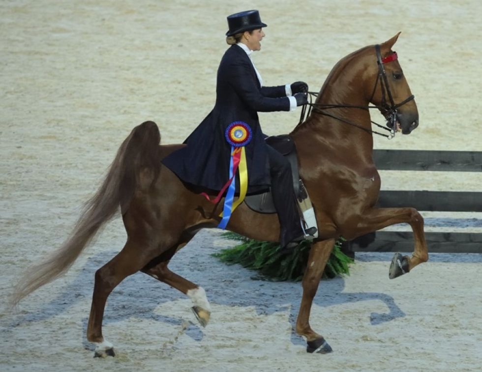 american saddlebred breed profile, versatile horses, american-bred horses