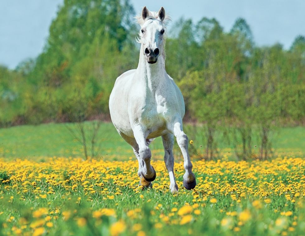 horse respiratory health, equine respiratory system, horse breathing problems, respiratory disease in horses, equine lung health, horse performance, performance horses, horse coughing, nasal discharge in horses, horse airway disease, equine exercise, horse stable management, horse ventilation, dust in horse barns, horse bedding, horse hay dust, respiratory irritants, equine health, horse care, Canadian horses