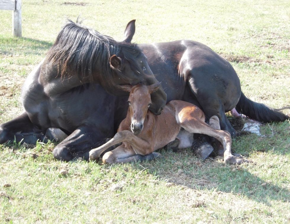 kentucky equine, equine research, foal oxygen, foal oxygen deprivation, horse oxygen, foal health, horse breeding health, neurologic conditions horses