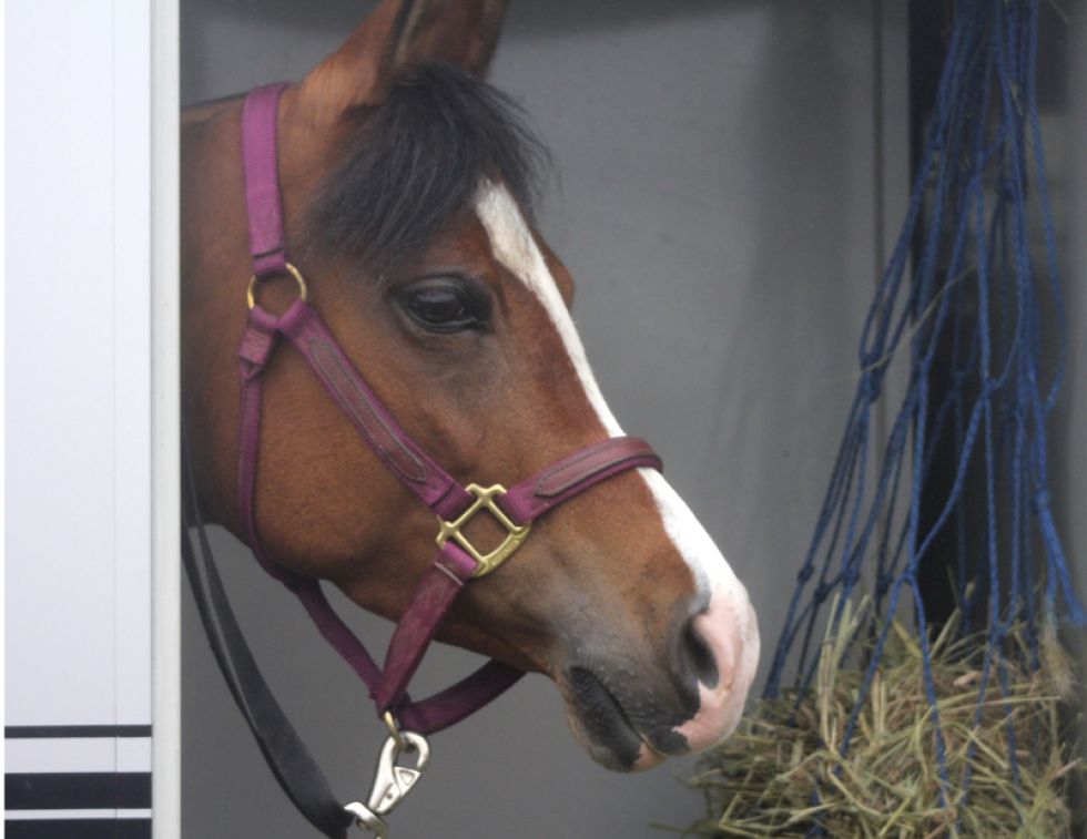 Transporting Horses with Fractures, Washington State University, horse veterinary, signs of fracture horses, sudden horse lameness, stabilize broken horse leg, horse care Transporting Horses with Fractures, Washington State University, horse veterinary, signs of fracture horses, sudden horse lameness, stabilize broken horse leg, horse care