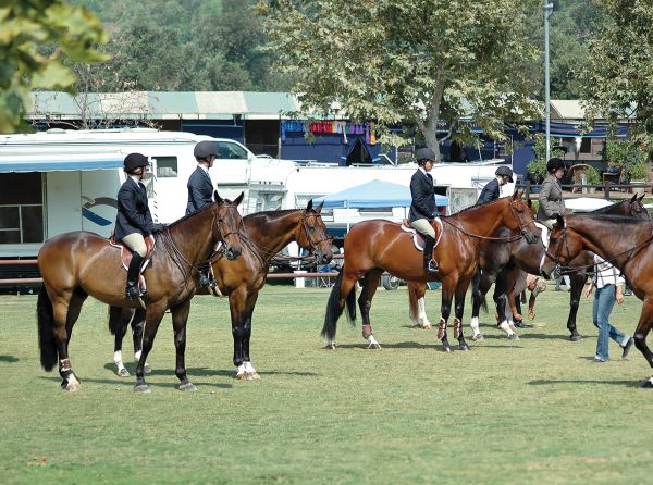 biosecurity on the horse farm, interprovincial equine event strategies, what is biosecurity?, biosecurity strategies for equine events, how to keep your equine event safe from biosecurity, outbreaks, keeping equids safe at equine events, Maxwell H. Gluck