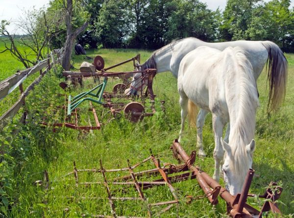 hazards horse farm, hazards equine farm, emergency plan horse farm, prevent barn firehazards horse farm, hazards equine farm, emergency plan horse farm, prevent barn fire, prevent horse injury