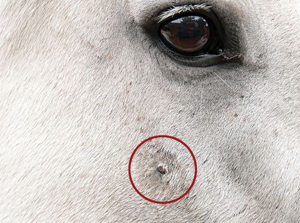 Kathy Smith, skin cancer in horses, horse skin cancer, equine skin cancer, sarcoids in horses, equine sarcoids, sarcoid tumours in horses, equine melanoma, melanoma in horses, squamous cell carcinoma in horses, horse skin tumours, horse lumps and bumps, equine health, horse health, horse cancer, equine veterinary care, horse tumour treatment, horse disease, horse owners Canada, Canadian horse industry