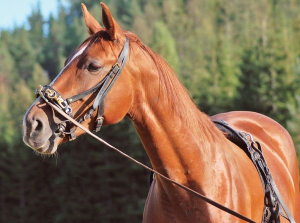 horse groundwork exercises, equine neuromuscular patterns, horse core strength training, groundwork for horses Canada, horse balance exercises, equine conditioning exercises, horse posture improvement, groundwork training horses, cavalletti exercises horse, longeing exercises horses, horse proprioception training, Canadian horse training tips, equestrian groundwork Canada, horse fitness exercises, Jec Ballou groundwork