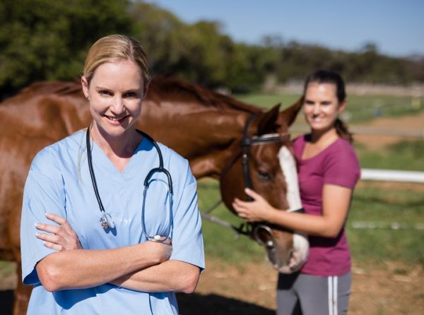 equine pre-purchase exam, how to buy a horse, how to exam a horse for purchase, horse pre-purchase exam, selling a horse pre-purchase exam, pre-purchase vet check horse