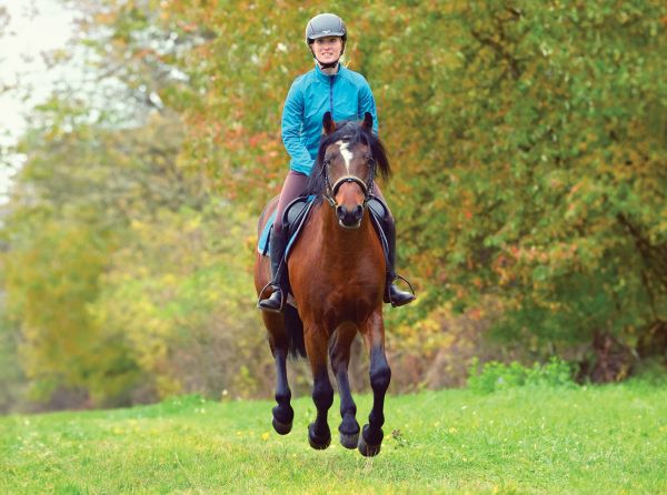 Annika McGivern, nervous system horse riding, horse rider connection, equine behaviour Canada, rider confidence horses, horse training Canada, equine psychology, horse tension riding, co regulation horses, horse performance Canada, rider mindset horses, Canadian horse industry