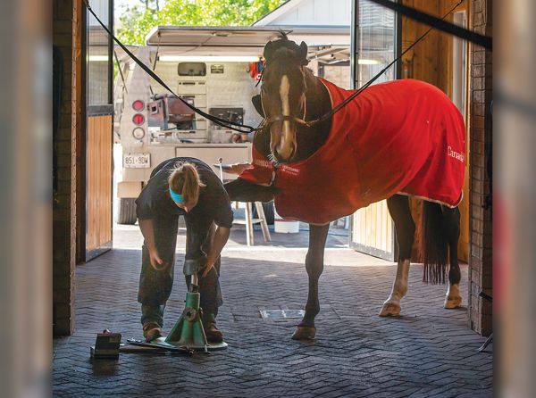 Farrier continuing education and professional hoof care improving horse soundness and equine performance