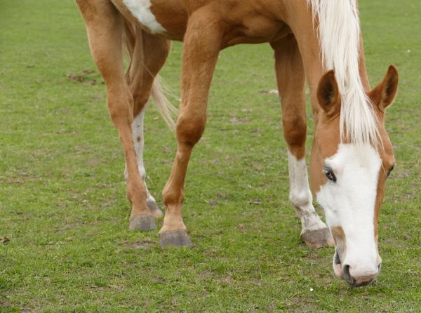 Care & Feeding of Overgrazed Horse Pastures, overgrazing horses, Horse Pasture Maintenance, ferris fencing, fencing for horse grazing