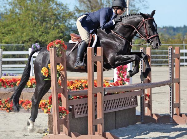 how to properly clip your horse's face, how to clip horse's Bridle, path, how to clip horse's legs how to properly clip your horse's face, how to clip horse's Bridle, path, how to clip horse's legs