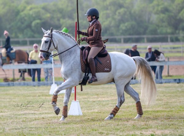 Canadian working equitation rider competing with traditional garrocha during international competitio