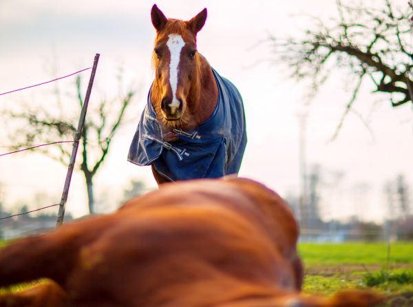 Mark Andrews, horse grief, horses and loss, equine behaviour, horse emotions, horse social bonds, companion loss horses, grieving horses, equine welfare, horse stress, horse behaviour changes, horse management, Canadian horse industry, horse owners Canada, equine research, horse feeding behaviour, horse vocalisation, horse anxiety, horse companionship, herd dynamics, horse care after loss, University of Lincoln horse study