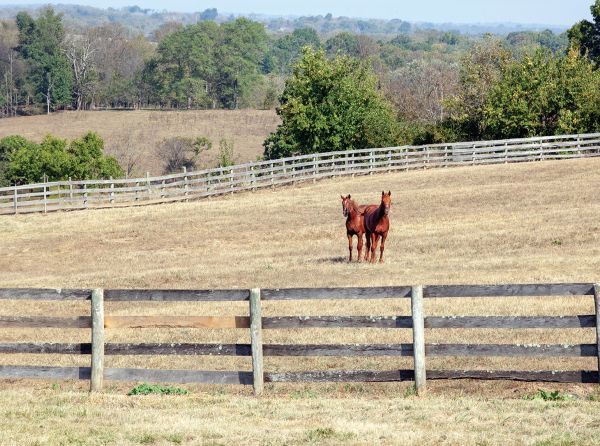 Horse grazing in a managed pasture during drought conditions on a Canadian horse farm