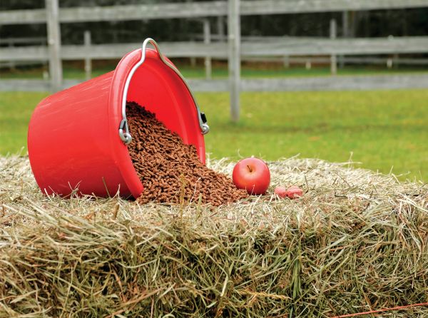 horse nutrition, horse calories, equine digestible energy, horse feed management, hay analysis horses, feeding horses Canada, horse weight management, easy keeper horses, hard keeper horses, horse diet energy, forage quality horses, equine nutrition Canada, horse feed calories, pasture management horses, cool calories horses