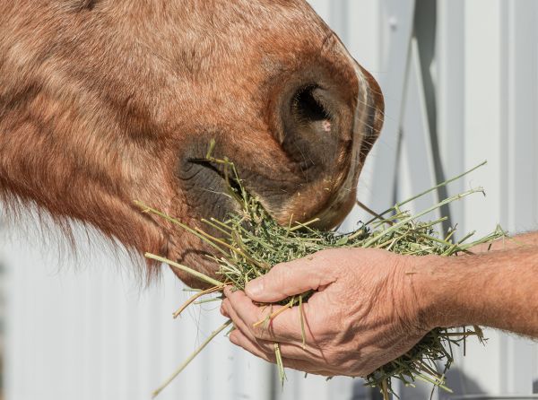 Equine Guelph, Dr. Anna Kate Shoveller, hay feeding horses, soaked hay, steamed hay, dry hay, horse hay nutrition, equine nutrition, horse respiratory health, horse ulcers, horse gut health, forage analysis, horse metabolic syndrome, insulin resistant horses, easy keeper horses, performance horse nutrition, horse hay soaking, horse hay steaming, equine respiratory disease, low sugar hay, NSC hay horses, equine digestive health, forage feeding horses, horse feeding management, horse welfare