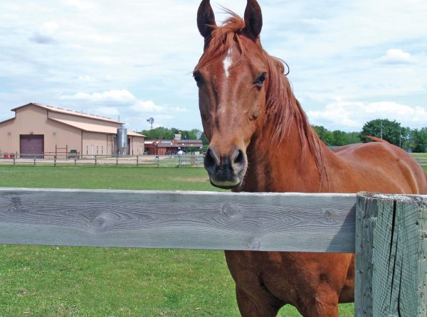 running a horse barn, hiring horse people, keeping an equestrian facility, managing horse boarders, taking care of horses, nikki alvin smith