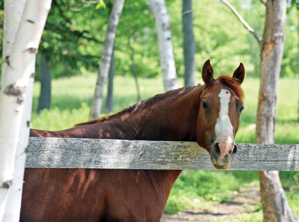 Horse property designed using permaculture principles to improve biodiversity, soil health, and sustainable land management