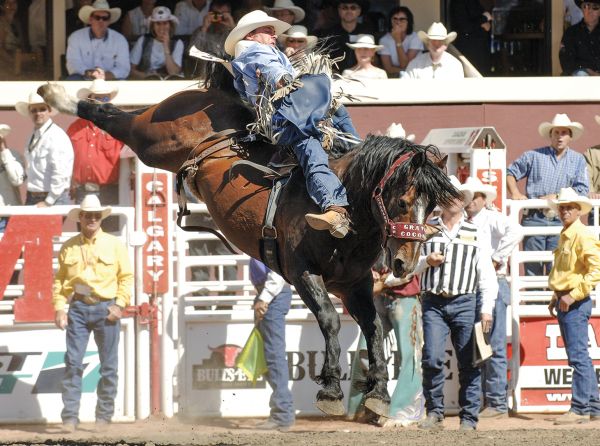Monique Noble, Grated Coconut, Calgary Stampede, Born to Buck program, rodeo horse, bareback horse, legendary rodeo horse, Professional Rodeo Cowboys Association, PRCA, Canadian Professional Rodeo Association, CPRA, Bareback Horse of the Year, Stampede Ranch, Davey Shields Jr., rodeo history, Canadian rodeo, rodeo stallion, bucking horse, rodeo legend, rodeo stock contractor, Canadian Horse Journal