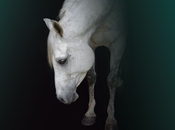 equine mental health, depression in horses, horse behaviour, horse welfare, equine welfare, horse psychology, equine psychology, horse stress, horse management, turnout, pasture, herd behaviour, Warmblood, horse training, emotional well-being, Canadian horse industry, horse care, equine behaviour, horse socialization, horse enrichment, welfare science, Abby Stilwell
