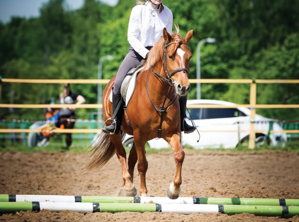 Jec A. Ballou, ground poles for horses, horse pole exercises, equine conditioning Canada, groundwork for horses, ridden pole work, horse training Canada, equine fitness, horse rehabilitation exercises, improving horse balance, horse proprioception, pole work benefits horses, Canadian horse industry