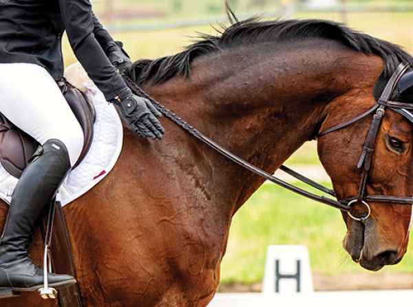 equestrian training Canada, horse show mistakes, riding improvement tips, equestrian competition advice, horse behaviour training, dressage errors, hunter jumper tips, reining mistakes, Canadian riders, learning from riding mistakes
