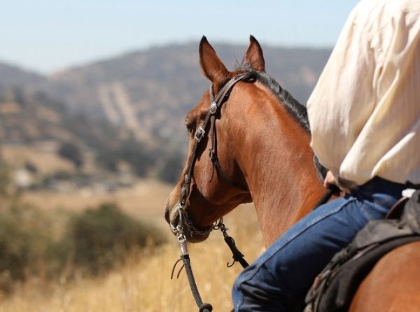backcountry horse riding Canada, equine first aid Canada, wilderness horse safety, trail riding risks, horse riding preparation, Canadian outdoor riding tips, equine emergency preparedness, backcountry safety horses, horseback riding mountains Canada, wilderness survival horse riding