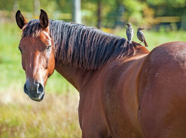 west nile virus in horses, equine wnv, elisa test horses, uc davis center for equine health