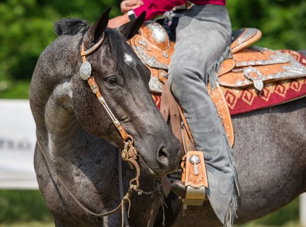 senior performance horse, ageing horse, older competition horse, senior sport horse, horse fitness, equine conditioning, geriatric horse care, horse health, equine athlete, dressage horse, show jumping horse, horse training, equine veterinary care, maintaining older horses, Canadian horse owners