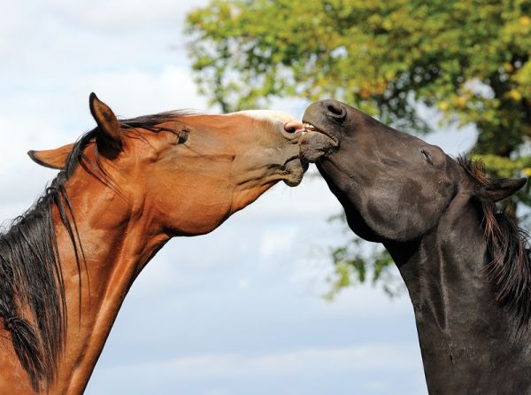 equine herpes virus, diseases horses, flies horses, infectious diseases horses, aerosol droplets horses, preventing illness horses, equine biosecurity, equestrian pathogens
